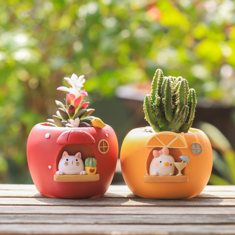 Cute Fruit Themed Planters for - Echeveria Succulent 리뷰 및 가격