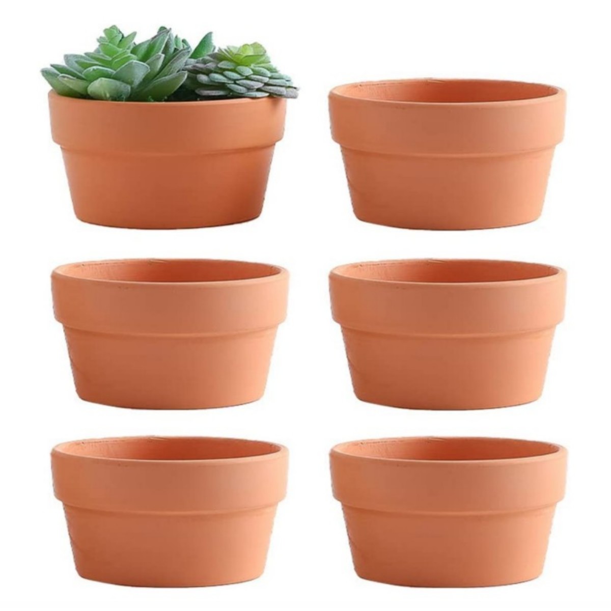 6 PCS Terracotta Buld Pots 3.5 - Pilea Peperomioides 리뷰 및 가격