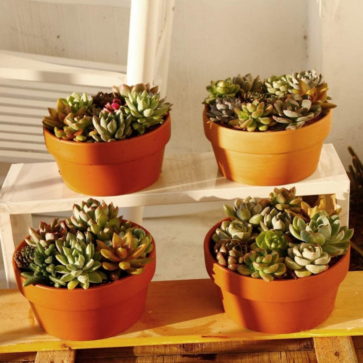 6 PCS Terracotta Buld Pots 3.5 - Pilea Peperomioides 리뷰 및 가격