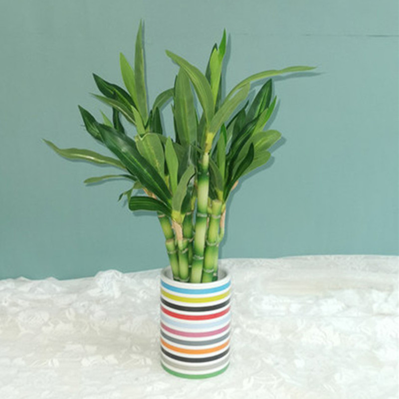 New 40cm rFtificial Lucky Bamb - Echeveria Succulent 리뷰 및 가격
