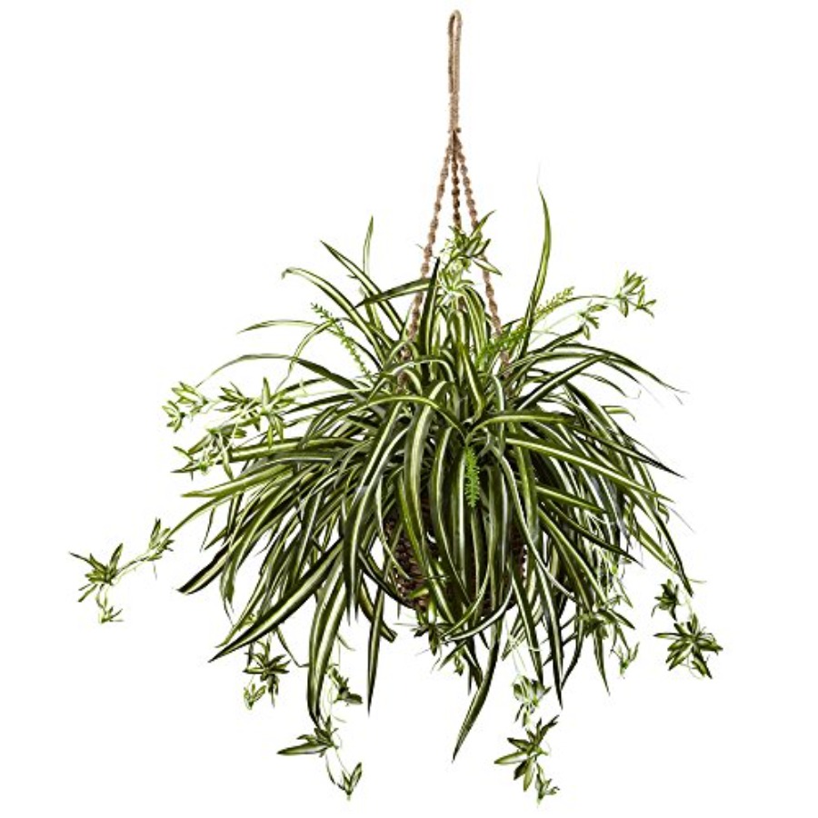 Spider Plant Hanging Basket fo - Spider Plant Hanging 리뷰 및 가격