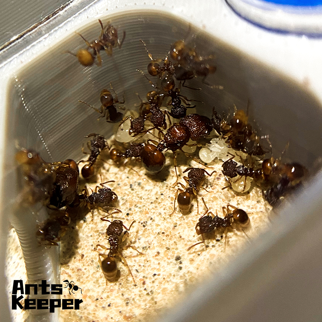 【Basic Farm】Ants Farm with Wat - Begonia Rex 리뷰 및 가격