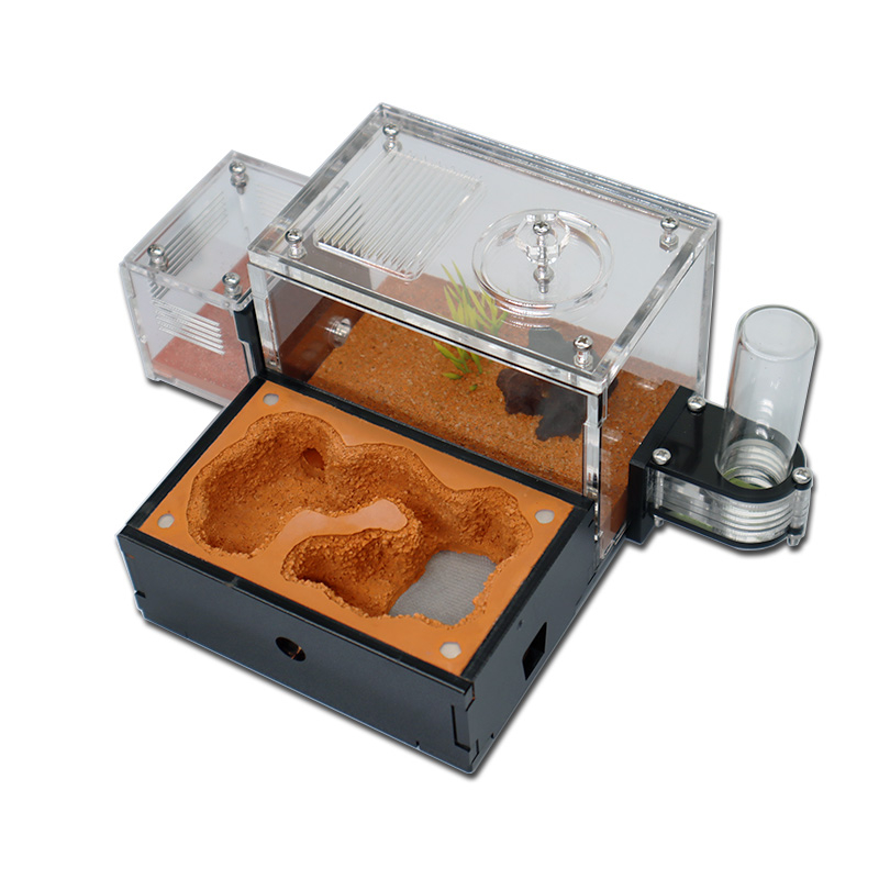 Yellow Soil Ant Farm with Exte - Begonia Rex 리뷰 및 가격