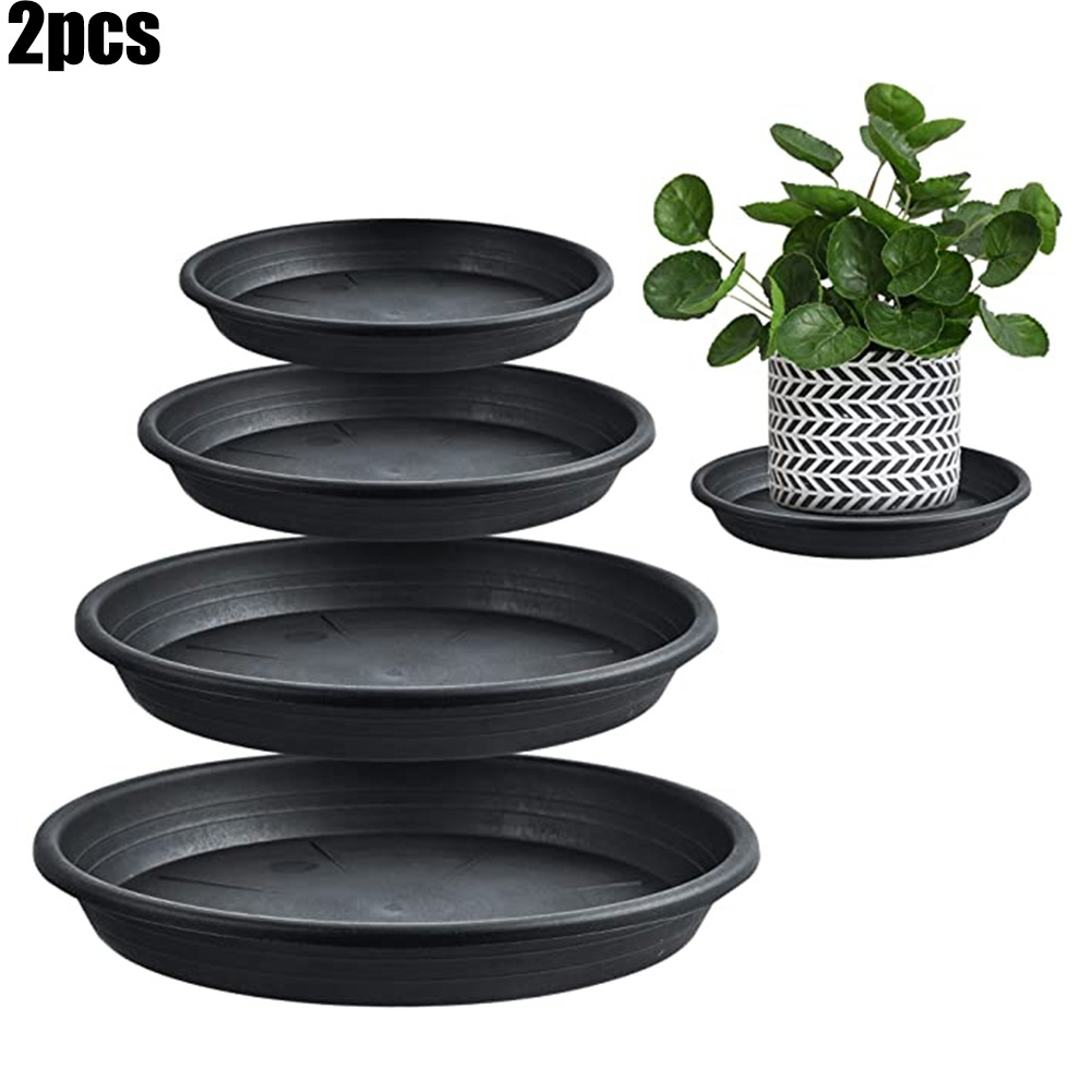 2pcs Plant Trays Round Succule - Echeveria Succulent 리뷰 및 가격