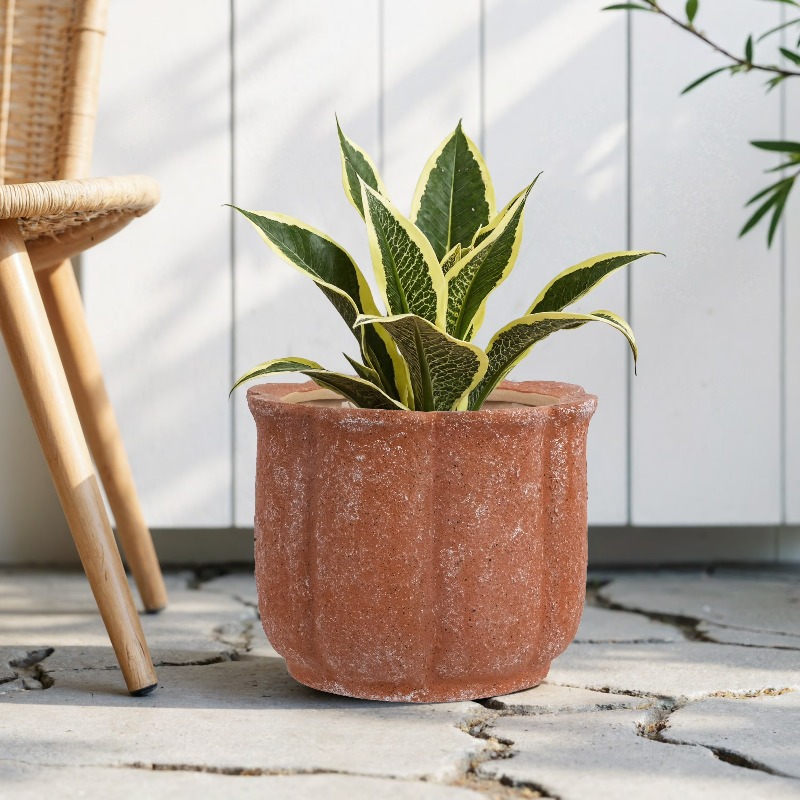 8in Terracotta Flower Planter  - Aloe Vera Pot 리뷰 및 가격