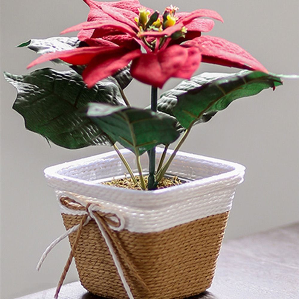 Paper Rope Braided Braided Flo - Aloe Vera Pot 리뷰 및 가격
