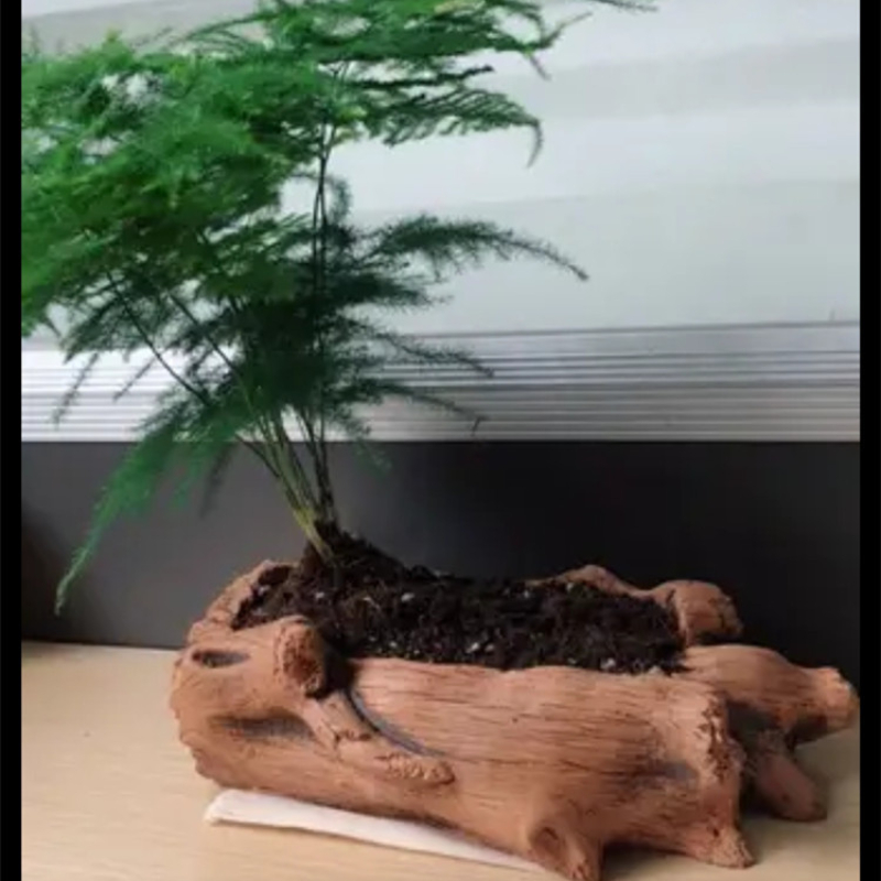 Imitation Wooden Stakes Tree R - Echeveria Succulent 리뷰 및 가격