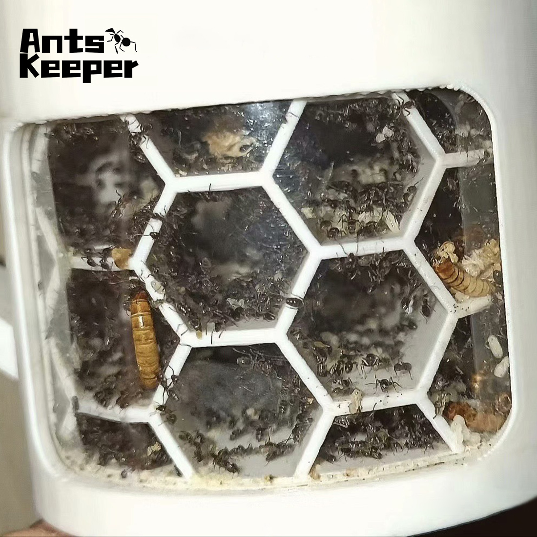 【Honeycomb】360 Degree Viewing  - Begonia Rex 리뷰 및 가격
