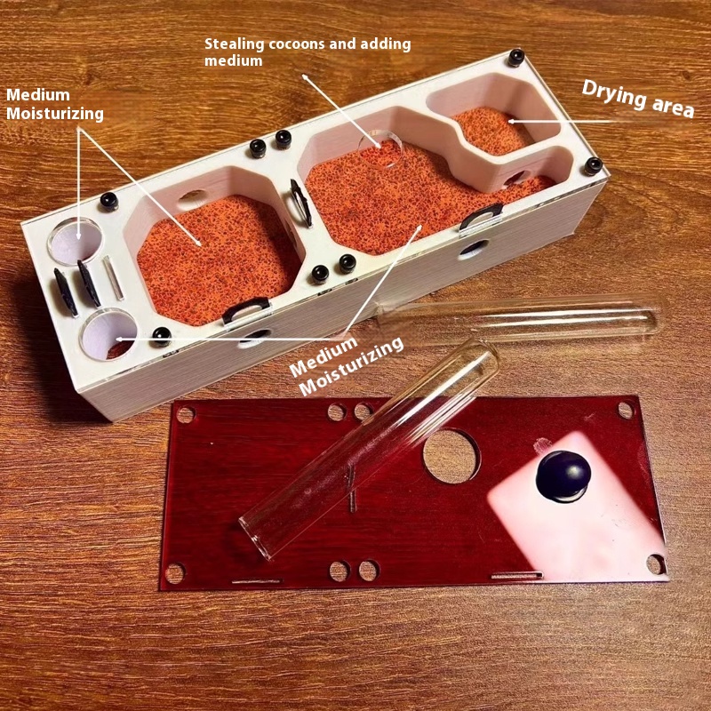 Ant Farm mini CC with External - Begonia Rex 리뷰 및 가격