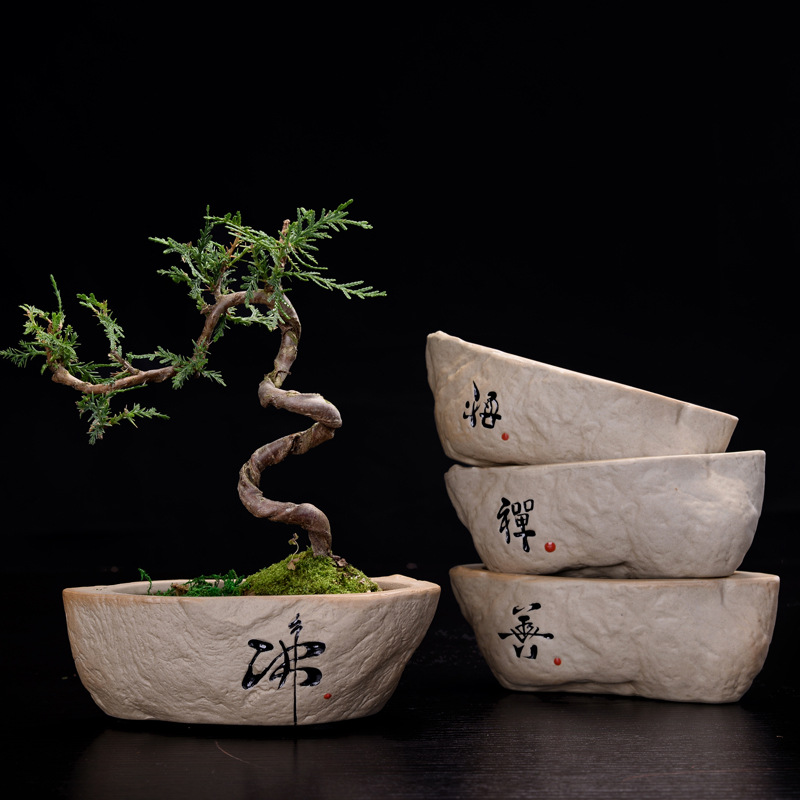 Non-porous Hydroponic Plant Fl - Pilea Peperomioides 리뷰 및 가격