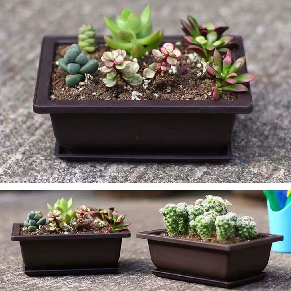 Plant Pots Bonsai Succulent Nu - Pilea Peperomioides 리뷰 및 가격