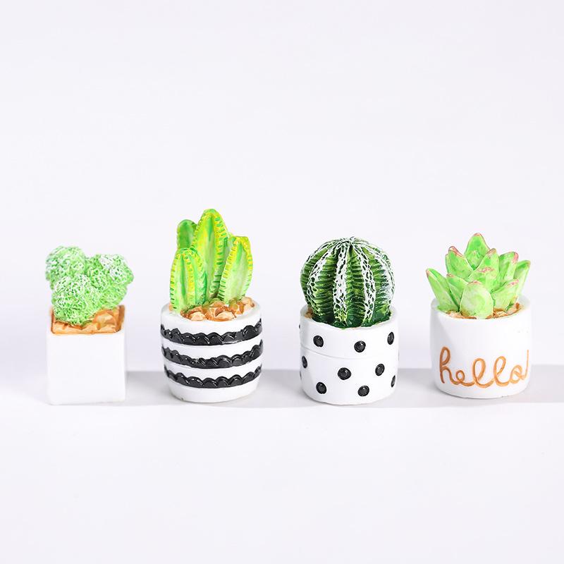 4-Piece Set of Cactus Succulen - Echeveria Succulent 리뷰 및 가격